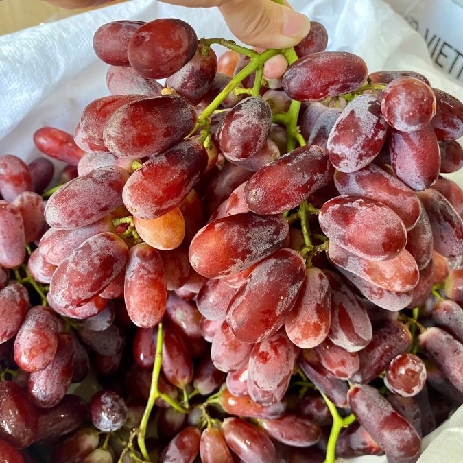 Nho đỏ long Crimson